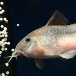 Caring for Your Corydoras aeneus | Bronze, Gold Stripe, Green, Laser & Albino Cory