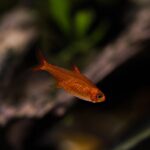 Ember Tetra Care | A Smoldering Jewel for Your (Shrimp) Aquarium