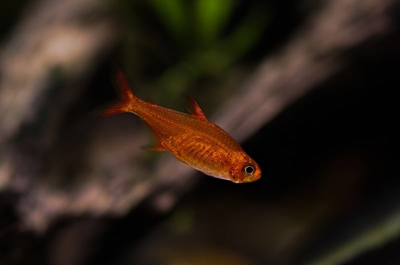 Ember tetra fish in the aquarium