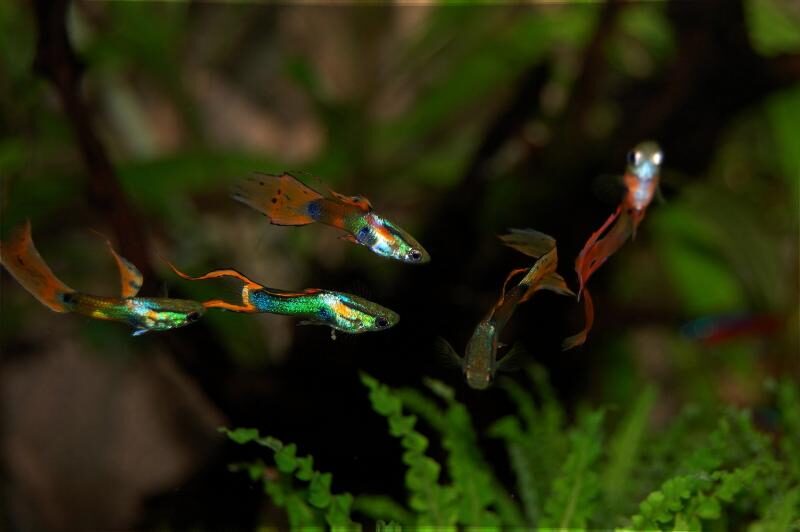 Endler guppy fish in the aquarium