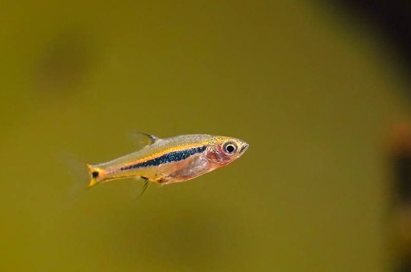 Exclamation point rasbora fish in the aquarium