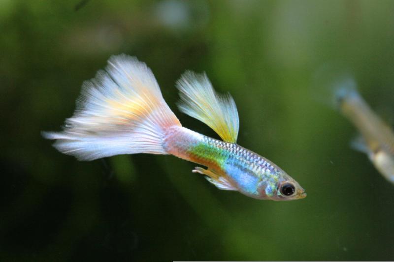 Guppy fish in the aquarium