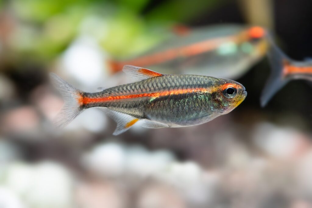 Glowlight tetras in the aquarium