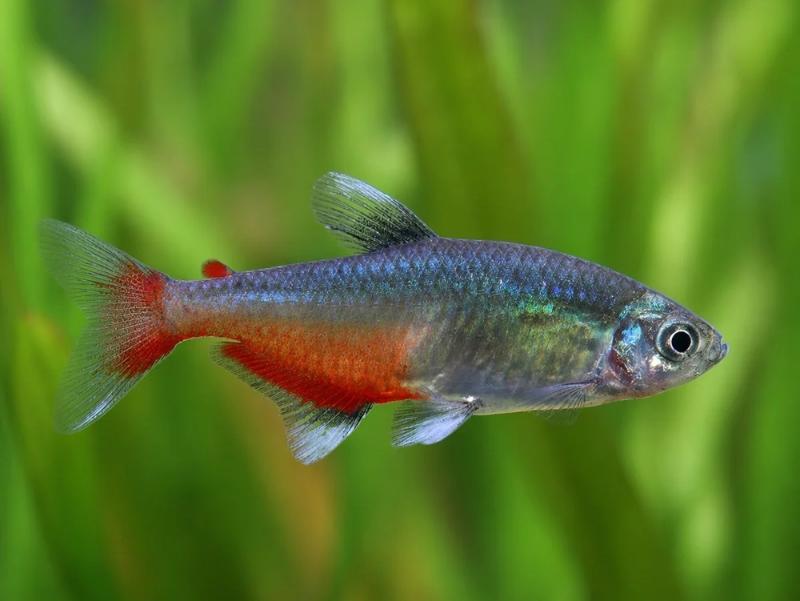 Green fire tetra fish in the aquarium