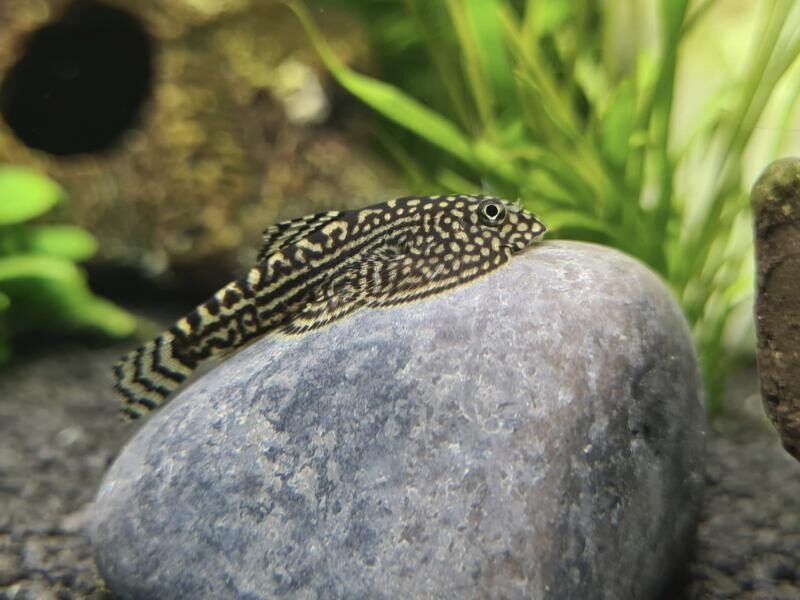 Hillstream loach fish resting on rock