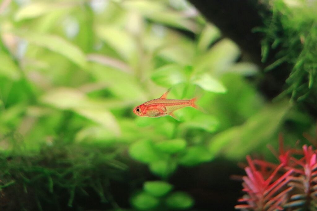Ember tetra fish in planted aquarium