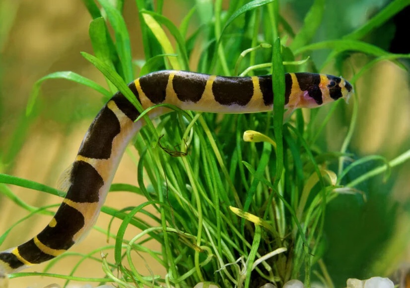 Pangio pangio loach resting on some aquarium plants