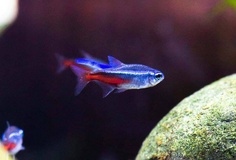 Neon tetra fish in the aquarium