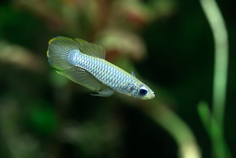 Norman's lampeye fish