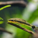 Otocinclus Care | Algae-Eating Champion & Best Shrimp Tankmate