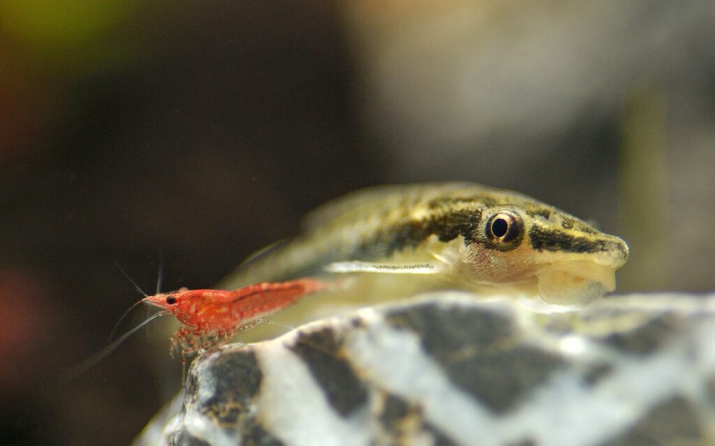 Otocinclus catfish and red cherry shrimp sitting on a rock in an aquarium