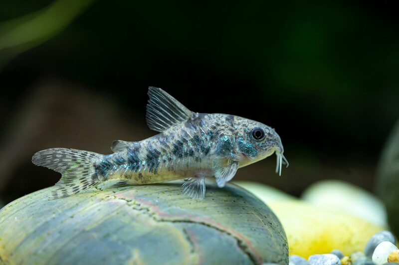 Peppered corydoras fish in the aquarium