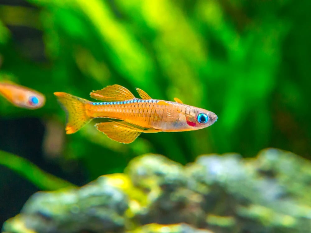 Red neon blue eye rainbowfish