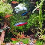 Shrimp Tankmates & Compatibility: Fish That Can Live With Shrimp