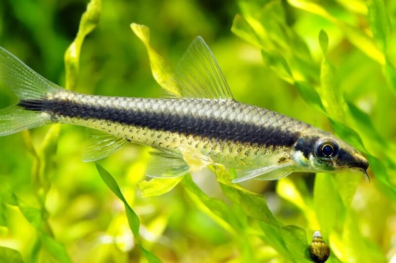Siamese algae eater in the aquarium