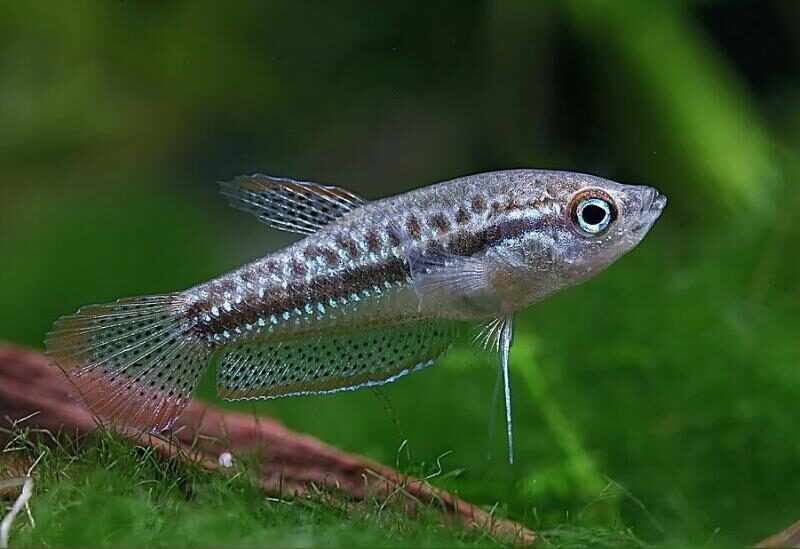 Sparkling gourami in the aquarium