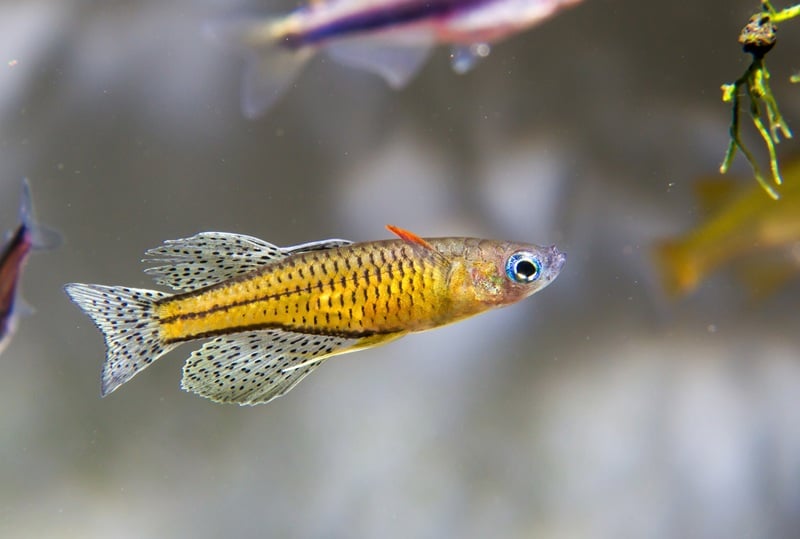 Spotted blue eye rainbowfish in the aquarium