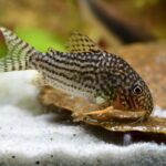 Sterba's Cory Catfish Origins, Care, Tankmates & More | Corydoras sterbai