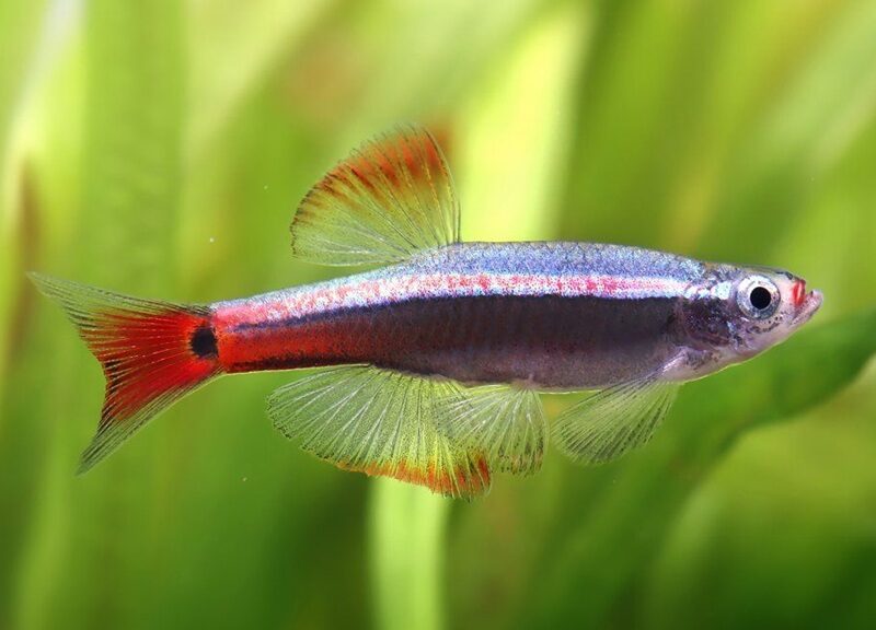 White cloud mountain minnow fish in the aquarium