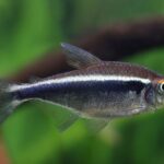 Black Neon Tetra Care | Have The Tetras Gone Goth?