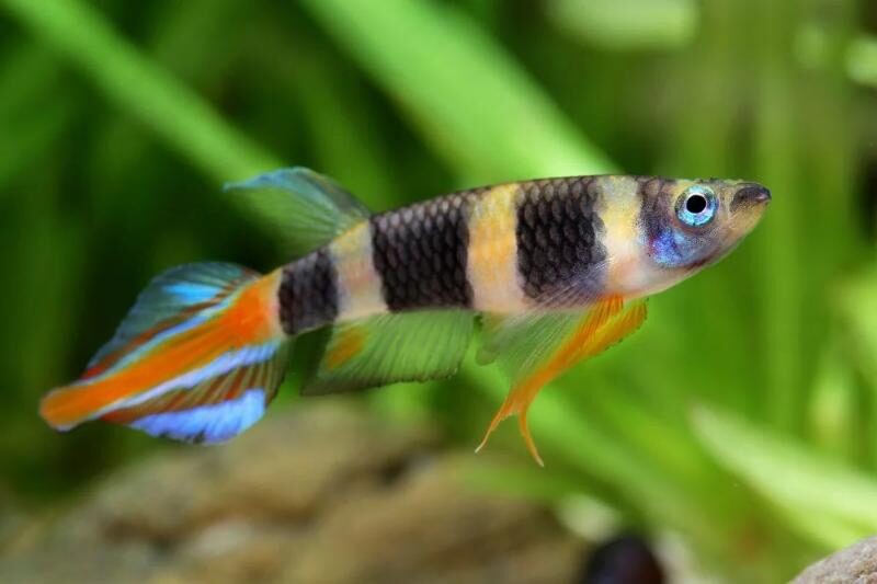 Clown killifish in planted tank