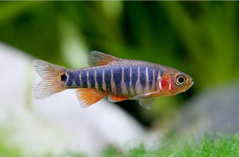 Dwarf emerald rasbora fish in aquarium