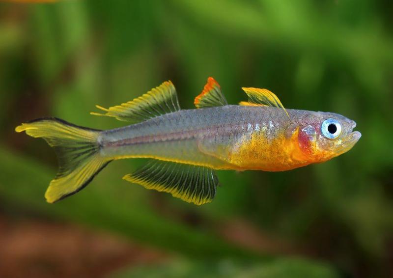 Forktail blue eye rainbowfish in aquarium