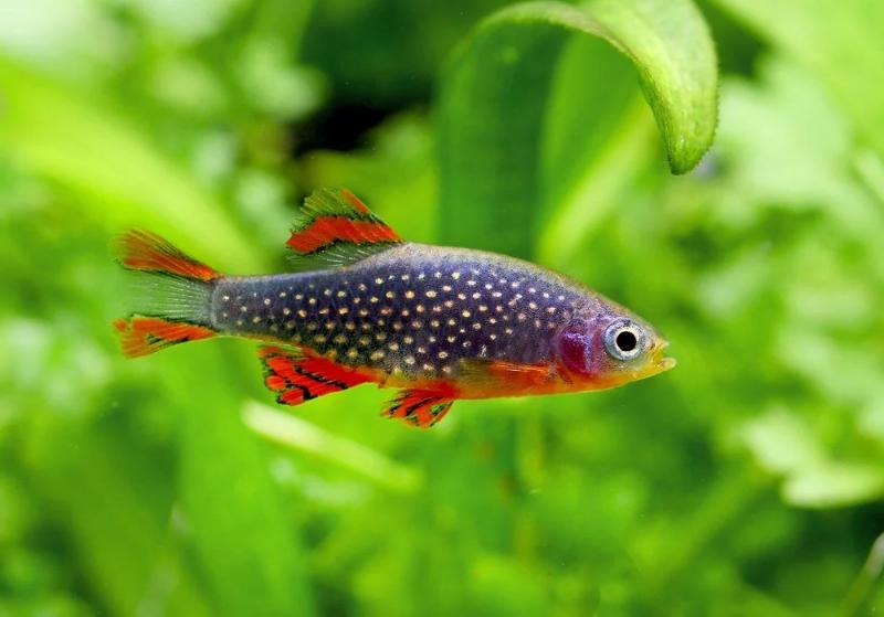 Galaxy rasbora fish in planted aquarium