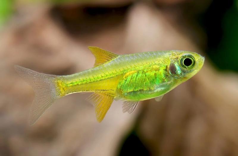 Green kubotai rasbora fish