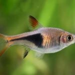 Harlequin Rasbora Care | The Best Schooling Nano Fish?