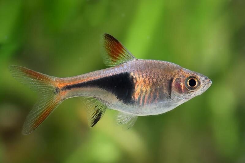 Harlequin rasbora fish in the aquarium