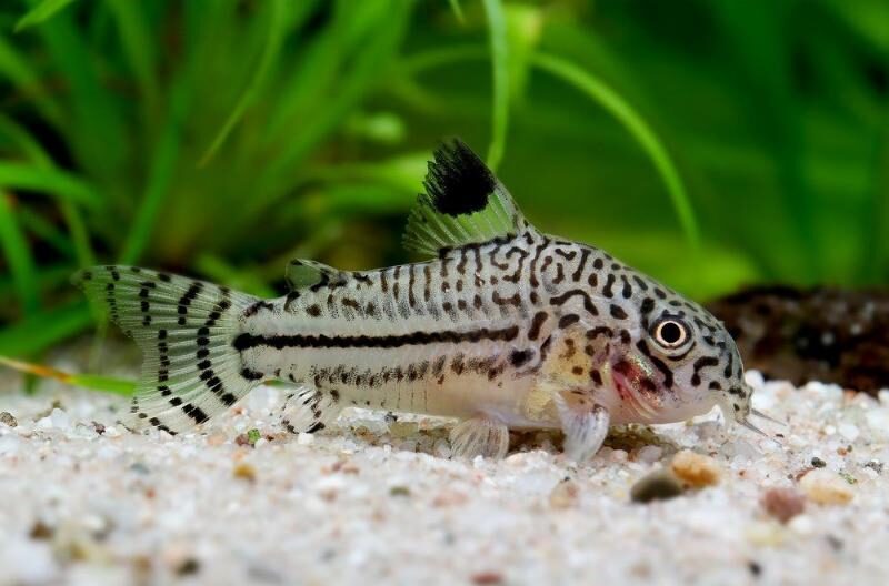 Julii Corydoras with plants in background