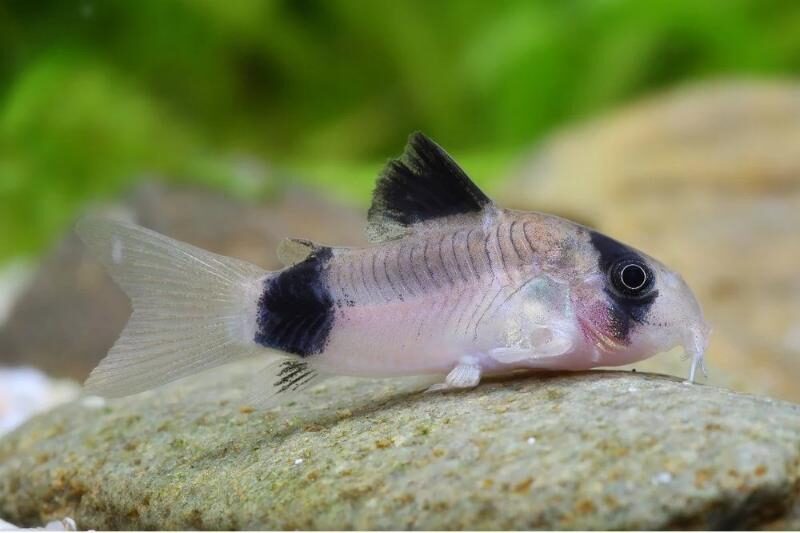 Panda Corydoras in aquarium