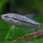 Sparkling Gourami Care | The Pocket Rocket for Your Aquarium