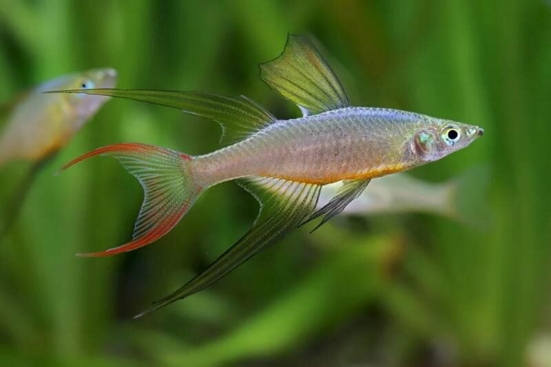 Threadfin rainbowfish in planted aquarium