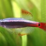 White Cloud Mountain Minnow | Caring for the "Poor Man's Neon Tetra"