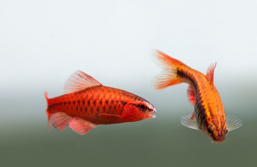 Cherry barb fish male and female in the aquarium