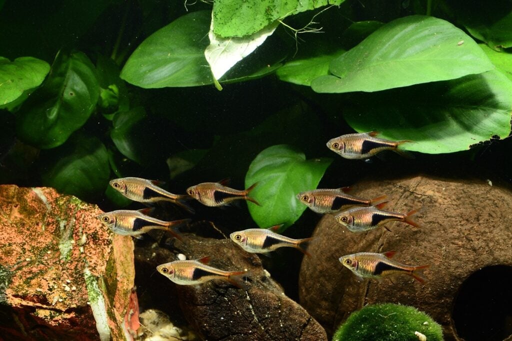Small group of harlequin rasbora fish (Trigonostigma espei) in planted aquarium