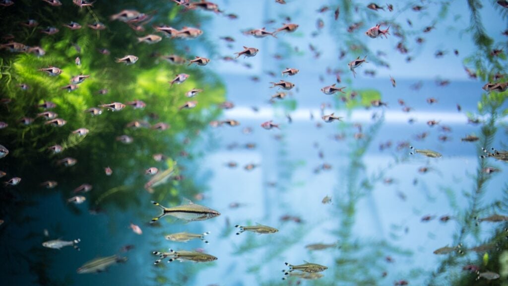 Harlequin rasbora and denison barbs in aquarium