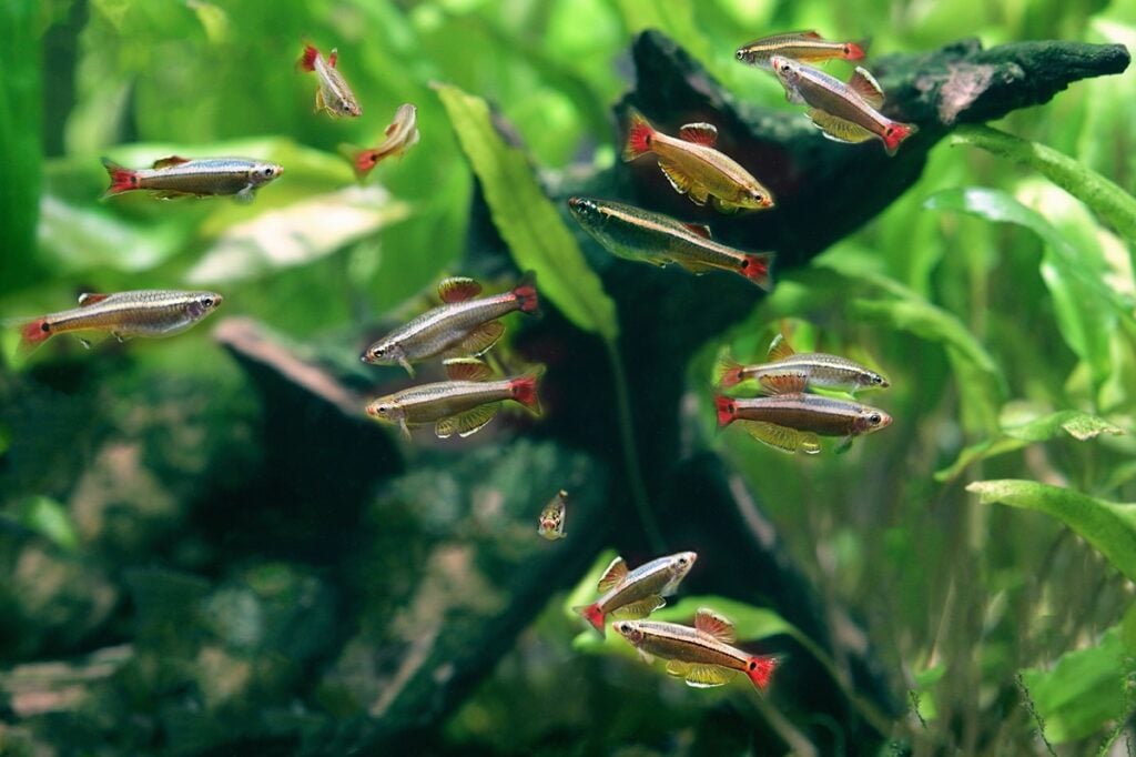 White cloud mountain minnow fish in planted aquarium
