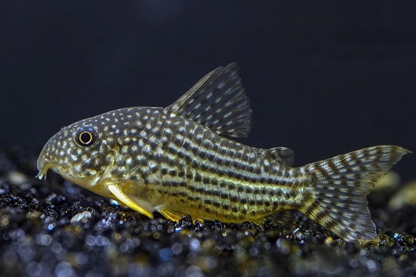 Hoplisoma sterbai fish on dark substrate in the aquarium