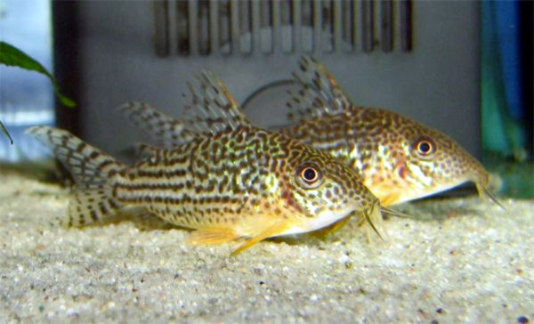 Brochis haraldschultzi fish in aquarium