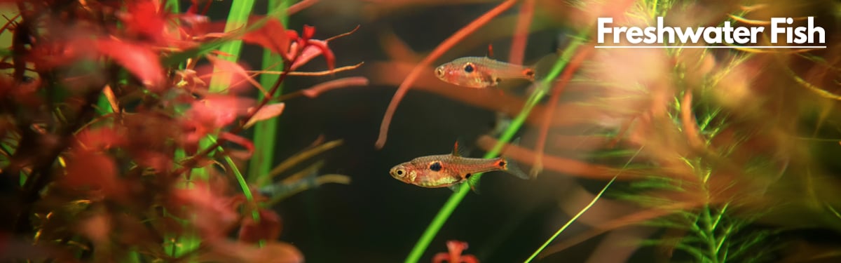 Two fish in an planted aquarium tank.