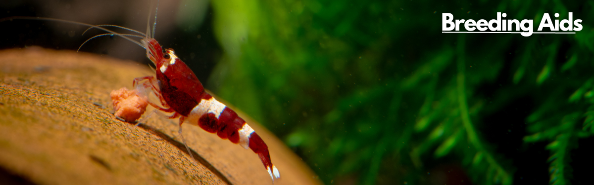A red and white shrimp happily eating its food on a natural looking background with a label 'Breeding Aids' on the top right corner.