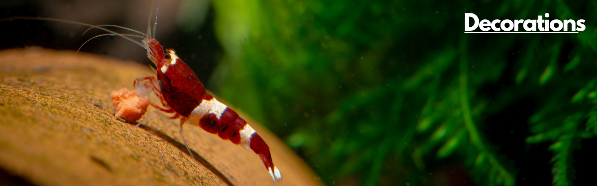 A red and white shrimp happily eating its food on a natural looking background with a label 'Decorations' on the top right corner.