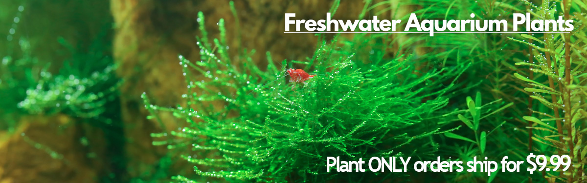 An image of red shrimp swimming among a lush and vibrant background of Java moss with a label "Freshwater Aquarium Plants" prominently displayed at the top right corner