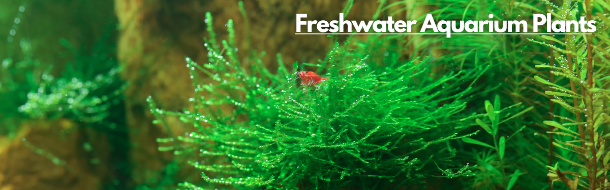 An image of red shrimp swimming among a lush and vibrant background of Java moss with a label "Freshwater Aquarium Plants" prominently displayed at the top right corner