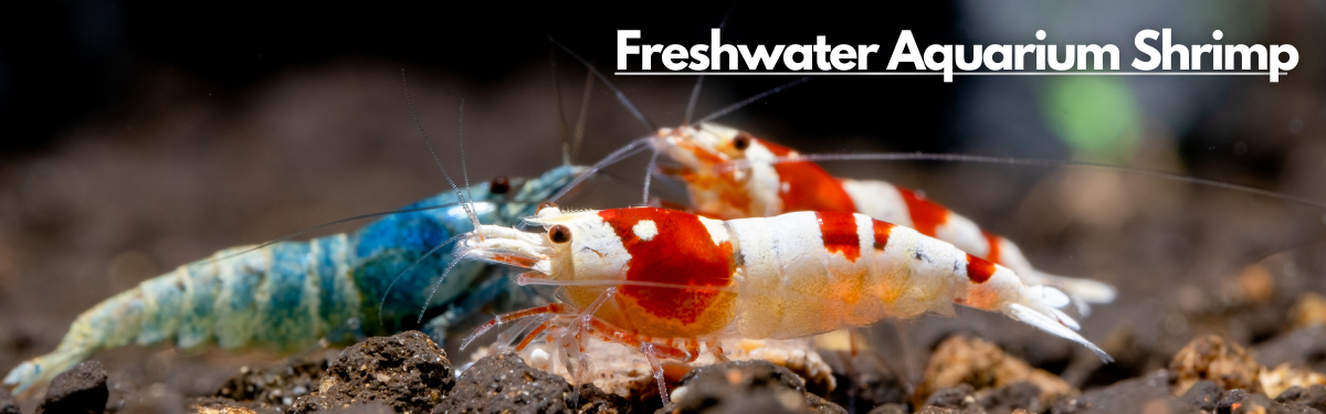 An image of Crystal Red and Blue Bolt shrimp perched atop a substrate with a label 'Freshwater Aquarium Shrimp' prominently displayed at the top right corner