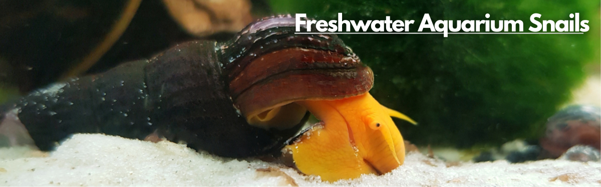An image of a freshwater aquarium snail on a sand substrate with morimo moss ball in the background and a label 'Freshwater Aquarium Snails' prominently displayed at the top right corner