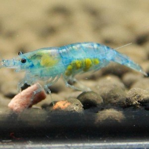 blue-velvet-shrimp
